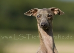 30 Windhund-Trio